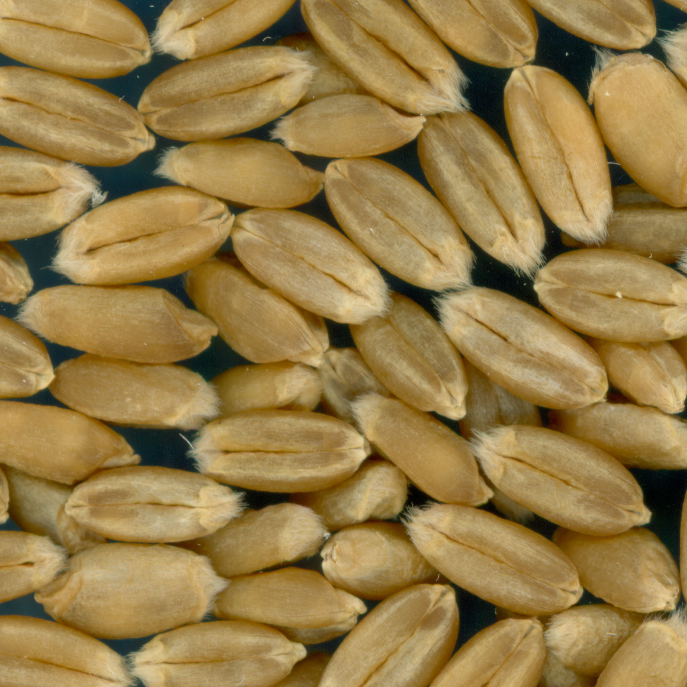 KERNELS